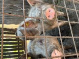 Porci de v&acirc;nzare