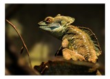 Tablou Canvas, "Balaurul singuratic &icirc;n pădurile tropicale", Tranquil, Majestic, Reptile, Camouflage, Sunlit, Perched, Observant, 39 x 26 cm, CMCLASS