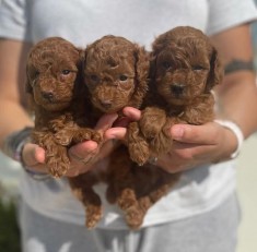 Pudel mini Toy