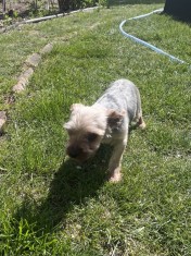 Donez Yorkshire terrier