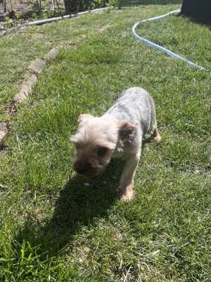 Donez Yorkshire terrier foto