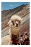Tablou Canvas, "Alpaca la munte colorat inalt", Nu știu cine este &icirc;n imagine., 26 x 39 cm, CMCLASS