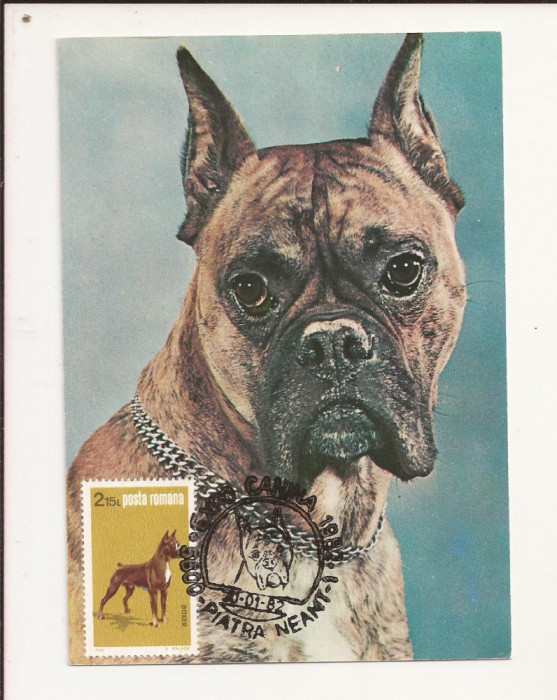 CA8 - Carte Postala -Expo Canina 1982- Boxer,Necirculata