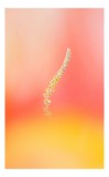 Tablou Canvas &Icirc;nlănțuirea culorilor &icirc;ntr-un dans vibrant, 26 x 39 cm, CMCLASS