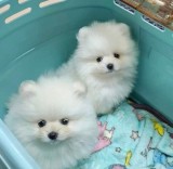 Pomeranian rasa pura