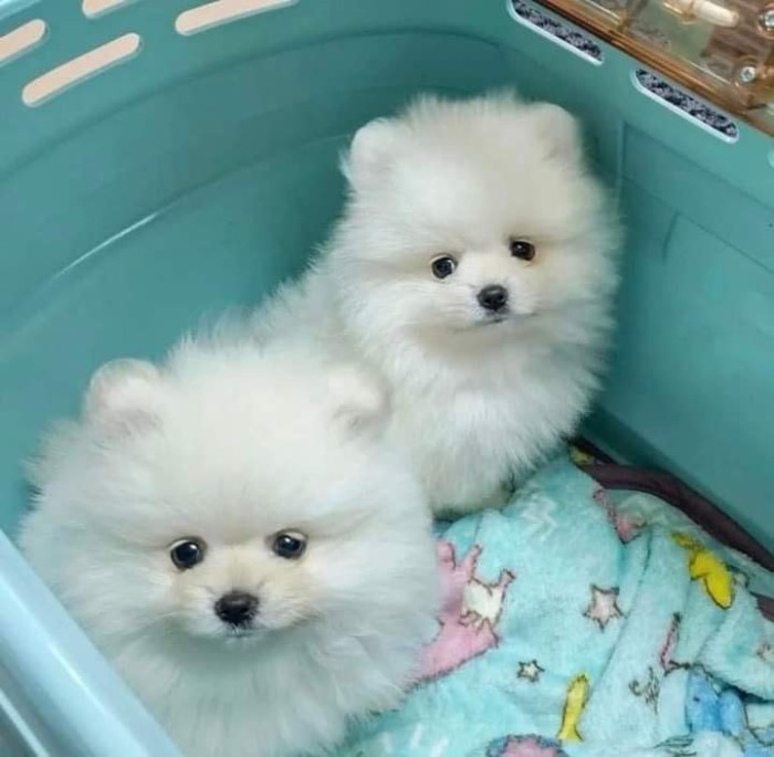 Pomeranian rasa pura