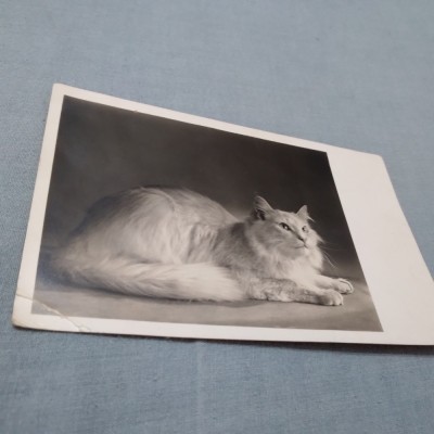 CARTE POSTALA 1947 FELICITARE CIRCULATA foto
