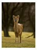 Tablou Canvas, "Căprioara &icirc;n lumina pădurii toamna", Deer, Forest, Graceful, Alert, Serene, Nature, Peaceful, Woodland, 26 x 39 cm, CMCLASS