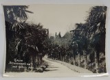 CRIMEEA , GRADINA BOTANICA , ALEE CU PALMIERI , FOTOGRAFIE 1942