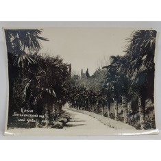 CRIMEEA , GRADINA BOTANICA , ALEE CU PALMIERI , FOTOGRAFIE 1942