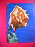 HOPCT 25096 TRANDAFIR FLORI- FELICITARE ANIVERSARA -CP VECHE -IP--INTREG POSTAL - ROMANIA - CIRCULATA