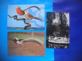 HOPCT LOT NR 383 PASARI DIN ROMANIA -FAUNA-4 CARTI POSTALE-CIRCULATE