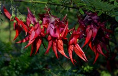 CLIANTHUS PUNICEUS ROSEUS / FLOAREA PAPAGAL 5 seminte pt semanat foto