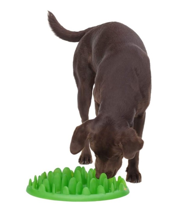 Castron interactiv caini - GREEN