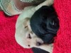Labrador Retriever Aurii și Negru Masculi si Femela Puiuti