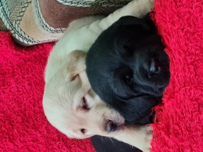 Labrador Retriever Aurii și Negru Masculi si Femela Puiuti foto