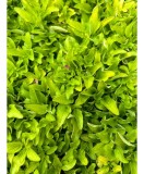 OREGANO GALBEN - GHIVECI