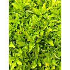OREGANO GALBEN - GHIVECI