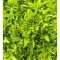 OREGANO GALBEN - GHIVECI