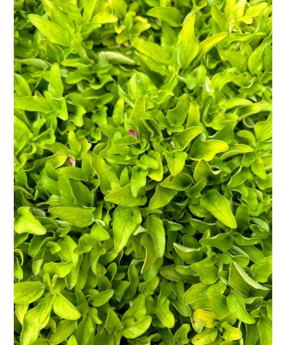 OREGANO GALBEN - GHIVECI