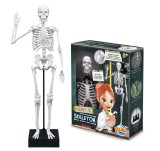 Schelet Gigant 45 cm - Anatomie pentru copii, Buki France