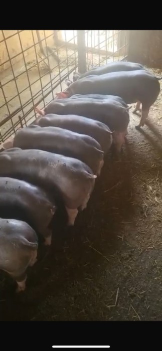 Grasuni rasa Pietrani