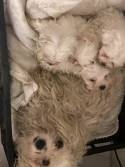 C&amp;acirc;ini bichoni foto