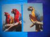 HOPCT LOT NR 386 PASARI PAPAGALI CEHIA -FAUNA-2 CARTI POSTALE-CIRCULATE