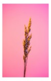 Tablou Canvas, "Spic de gr&acirc;u pe fundal roz", Plante, Simplu, Culori, Contrast, Vibrant, Natură, Roz, Minimalism, 26 x 39 cm, CMCLASS