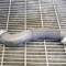 Furtun radiator răcire dreapta MERCEDES-BENZ E W212 2014 OEM: A2125018282 11224934