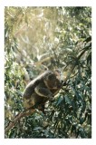 Tablou Canvas, "Koala odihnindu-se &icirc;n lumina soarelui", Koala, Eucalipt, Odihnă, Frunze, Lumină, Natură, Ramură, Verdeață, 26 x 39 cm, CMCLASS