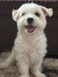 Bichon maltez talie mica