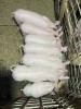 Porci de vanzare
