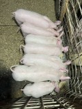 Porci de vanzare