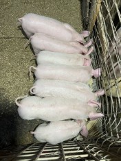 Porci de vanzare