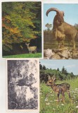 bnk cp Fauna - ierbivore - lot 20 carti postale *