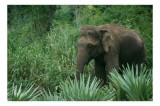 Tablou Canvas, "Elefant printre verdeața densă tropicală", Elefant, Vegetație, Junglă, Verde, Natură, Savană, Trunchi, Timp Liber, 39 x 26 cm, CMCLASS