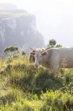 Tablou Canvas, "Vaci păsc&acirc;nd pe marginea canionului", Vacă, Pajiște, Munți, Natură, Verdeață, Cer, Priveliște, Lumină, Bl&acirc;ndețe, Rural., 26 x 39 cm, C