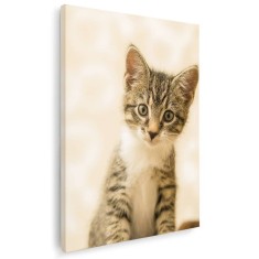 Tablou pisica gri cu alb Tablou canvas pe panza CU RAMA 20x30 cm