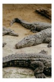 Tablou Canvas, "Crocodili odihnindu-se pe nisipul cald", Crocodili, Nisip, Trunchi, Piele, Cozi, Odihnă, Natură, 26 x 39 cm, CMCLASS