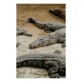 Tablou Canvas, "Crocodili odihnindu-se pe nisipul cald", Crocodili, Nisip, Trunchi, Piele, Cozi, Odihnă, Natură, 26 x 39 cm, CMCLASS