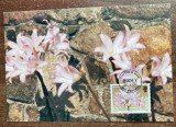 C12 - maxima straina - Jersey - plante exotice 1986