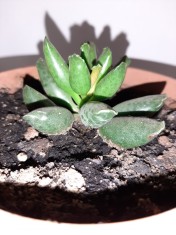 Adromiscus cooperi foto