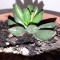 Adromiscus cooperi