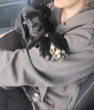 Dog german great dane 3 luni