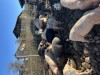 Porci de v&acirc;nzare &icirc;ntre 35-80 kg