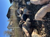 porci de v&acirc;nzare &icirc;ntre 35-80 kg