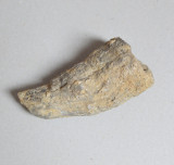 Hippurites sp. fosila din Cretacic (Turonian)