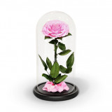 Cumpara ieftin Trandafir Criogenat Bonita roz &Oslash;9,5cm in cupola 17x28cm