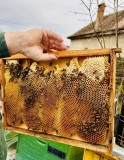 V&acirc;nd familii de albine cu mătci carpatine, &icirc;n orice configurație. Preț: 70 lei / ramă. Stupina este situată &icirc;ntr-o zonă nepoluată, la 25 km de Sibiu.